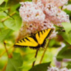 Meet your Posher, Allyson